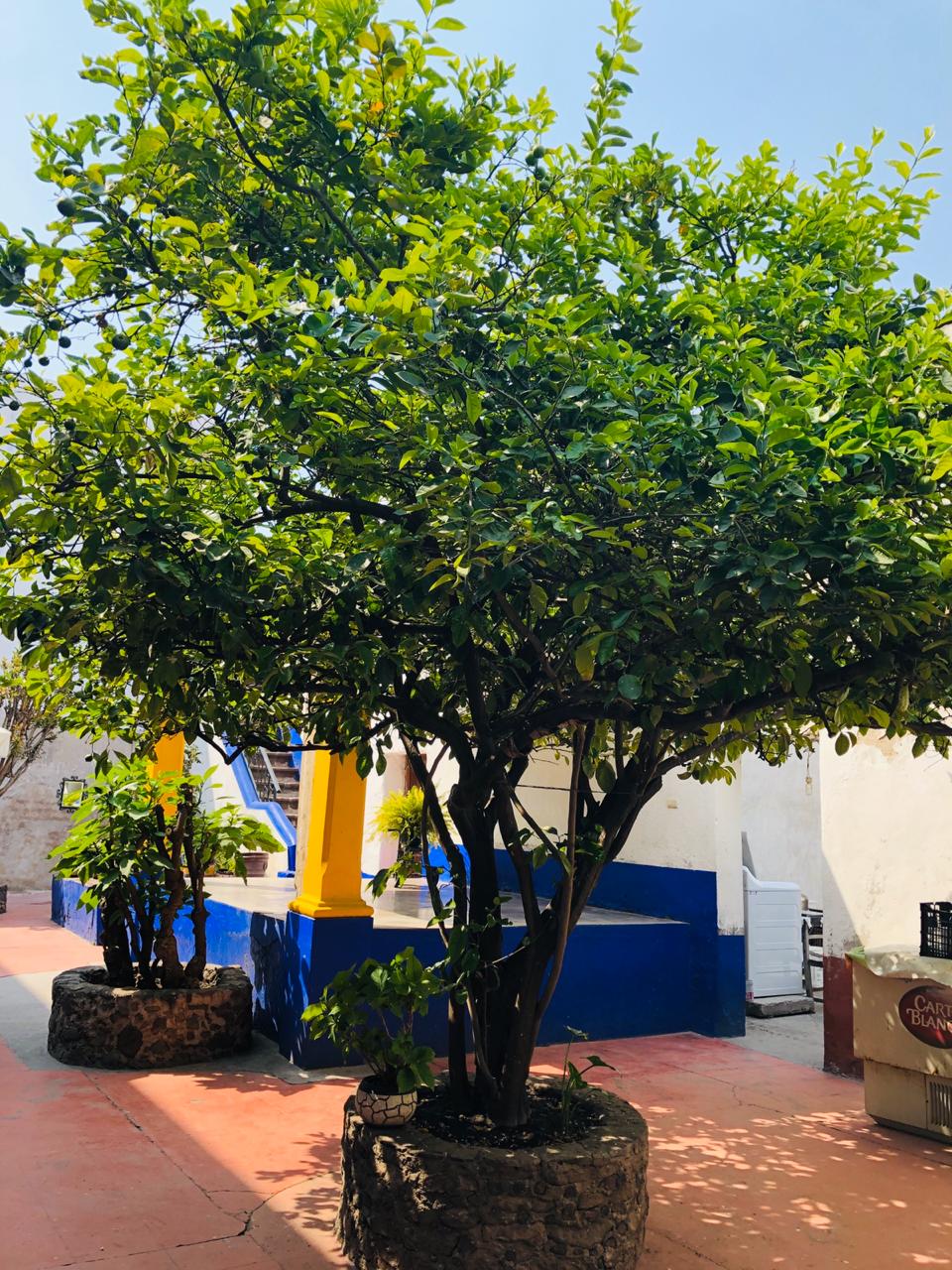 Los Dos Patios